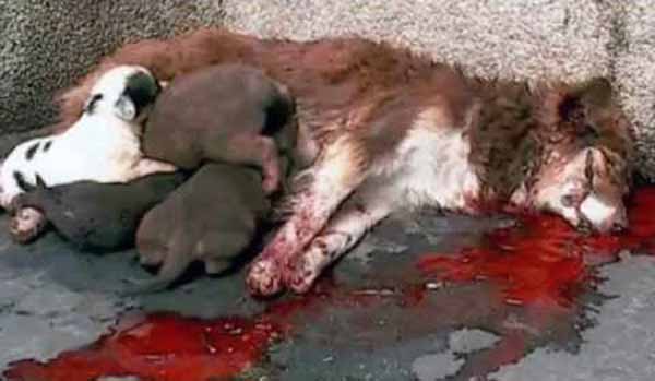 Cagna uccisa con cuccioli - Ucraina